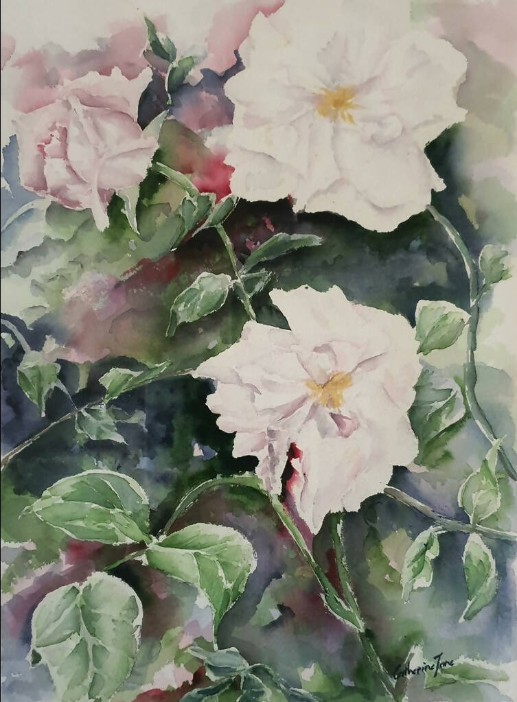 White-Pink Roses